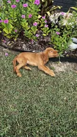 Cuma, a male Golden Retriever for sale in Summerfield, FL – 1 of 3