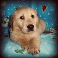 Duque , a male Golden Retriever for sale in Summerfield, FL – Photo 2 of 2
