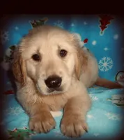 Duque , a male Golden Retriever for sale in Summerfield, FL – Photo 1 of 2