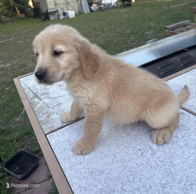 Luca – Golden Retriever puppy for sale in Summerfield, FL