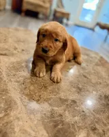 Sky, a male Golden Retriever for sale in Summerfield, FL – 2 of 2