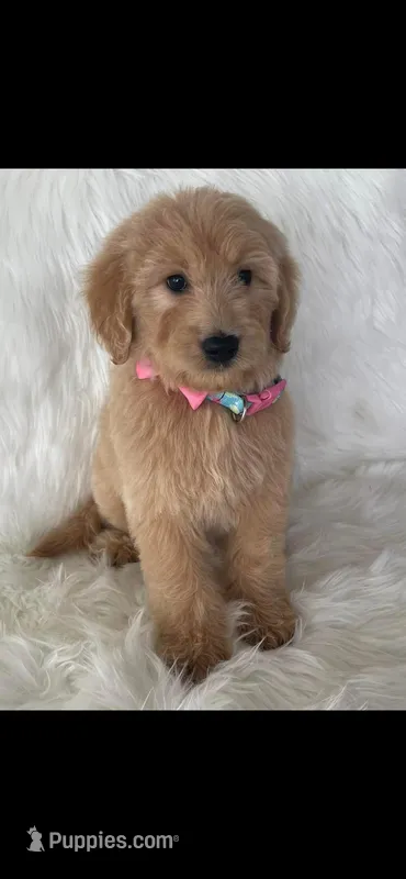 Linda – Golden Retriever puppy for sale in Summerfield, FL
