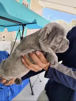 Luca, a male French Bulldog for sale in Summerfield, FL – Photo 2 of 2