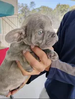 Luca, a male French Bulldog for sale in Summerfield, FL – Photo 1 of 2