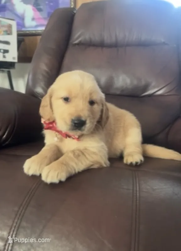 Venus  – Golden Retriever puppy for sale in Summerfield, FL