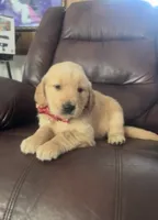Venus , a female Golden Retriever for sale in Summerfield, FL – 1 of 2