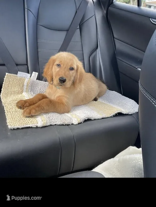Bella  – Golden Retriever puppy for sale in Summerfield, FL