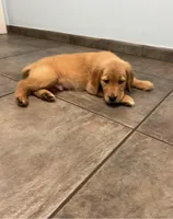 Titan, a male Golden Retriever for sale in Summerfield, FL – Photo 2 of 2