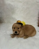 Mía , a female Golden Retriever for sale in Summerfield, FL – Photo 2 of 2