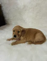 Mía , a female Golden Retriever for sale in Summerfield, FL – Photo 1 of 2