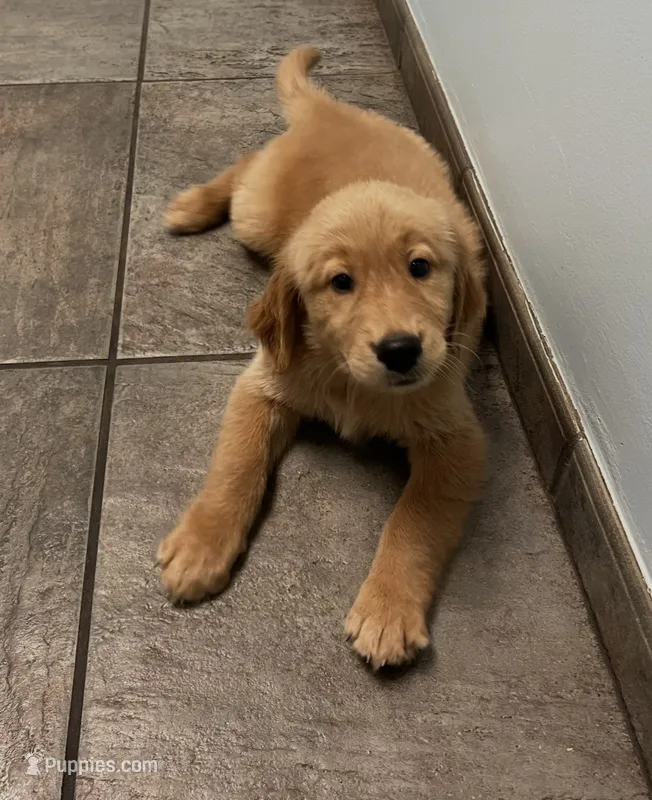 Zimba – Golden Retriever puppy for sale in Summerfield, FL
