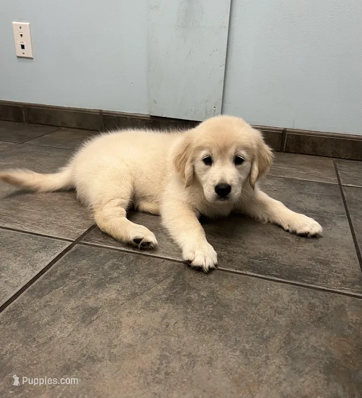 Rocky – Golden Retriever puppy for sale in Summerfield, FL