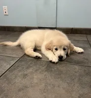 Rocky, a male Golden Retriever for sale in Summerfield, FL – Photo 2 of 2