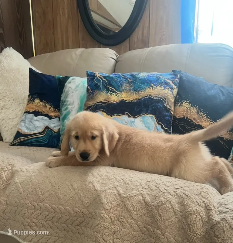 Sabana – Golden Retriever puppy for sale in Summerfield, FL