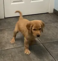 Zeus , a male Golden Retriever for sale in Summerfield, FL – 1 of 2