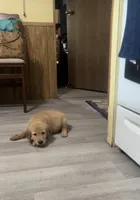 Sasy, a female Golden Retriever for sale in Summerfield, FL – 2 of 2