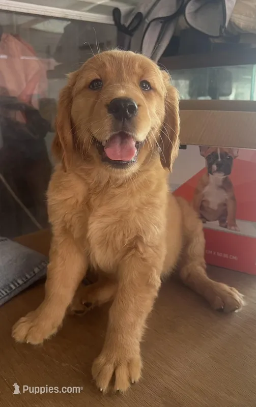 Sasy – Golden Retriever puppy for sale in Summerfield, FL