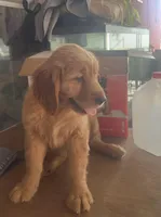 Sasy, a female Golden Retriever for sale in Summerfield, FL – Photo 2 of 2