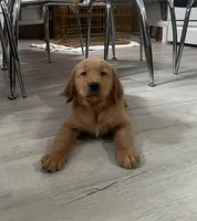 Zimba, a male Golden Retriever for sale in Summerfield, FL – 2 of 2