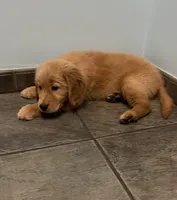 Titán , a male Golden Retriever for sale in Summerfield, FL – Photo 2 of 2