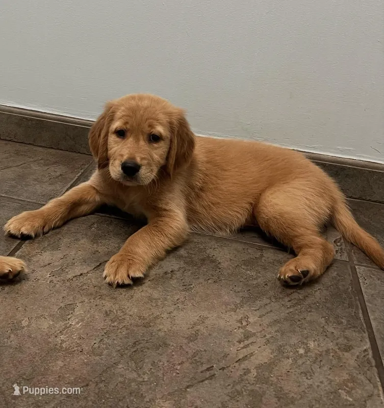 Titán , a male Golden Retriever for sale in Summerfield, FL – Photo 1 of 2