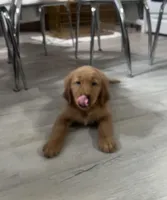Zimba, a male Golden Retriever for sale in Summerfield, FL – 1 of 2
