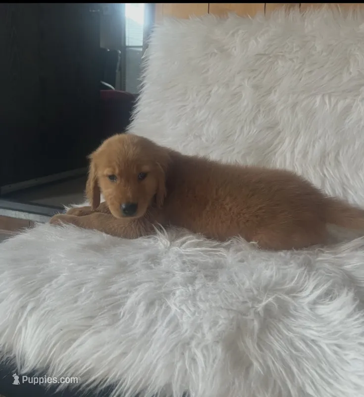 Duque  – Golden Retriever puppy for sale in Summerfield, FL
