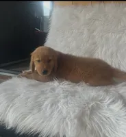 Duque , a male Golden Retriever for sale in Summerfield, FL – 1 of 2
