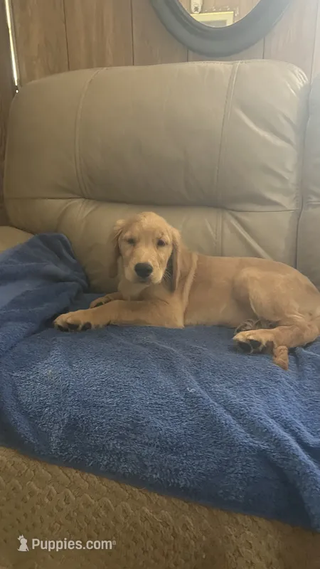 Sky – Golden Retriever puppy for sale in Summerfield, FL