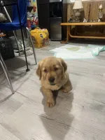 Diva, a female Golden Retriever for sale in Summerfield, FL – Photo 2 of 2