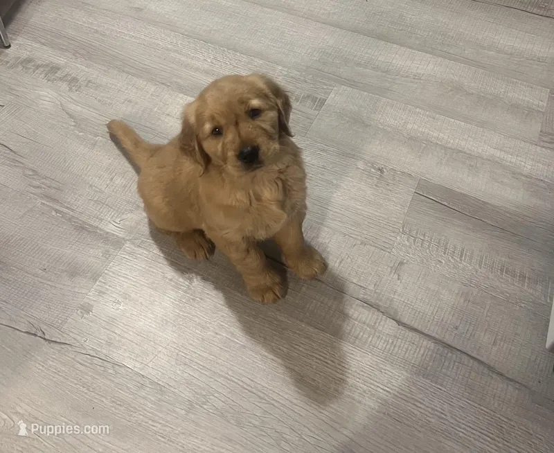 Diva, a female Golden Retriever for sale in Summerfield, FL – Photo 1 of 2