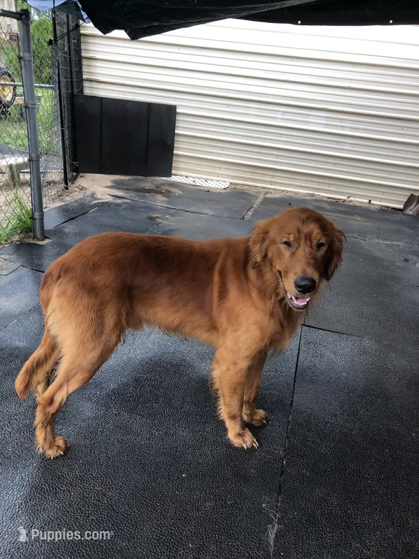 Sky – Golden Retriever puppy for sale in Summerfield, FL