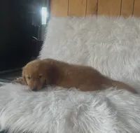 Duque , a male Golden Retriever for sale in Summerfield, FL – 2 of 2