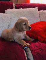 Sky, a male Golden Retriever for sale in Summerfield, FL – Photo 2 of 2