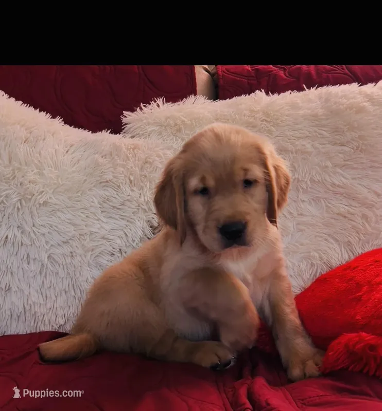 Sky – Golden Retriever puppy for sale in Summerfield, FL