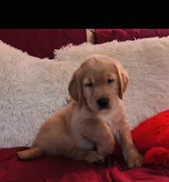 Sky, a male Golden Retriever for sale in Summerfield, FL – Photo 1 of 2