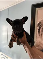 Triana, a female French Bulldog for sale in Summerfield, FL – Photo 1 of 2