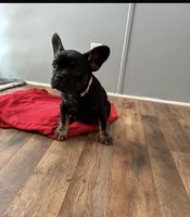 Triana, a female French Bulldog for sale in Summerfield, FL – Photo 2 of 2