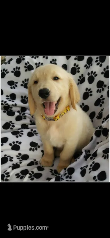 Rocky – Golden Retriever puppy for sale in Summerfield, FL