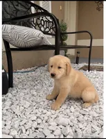 Charles , a male Golden Retriever for sale in Summerfield, FL – Photo 1 of 2