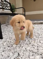 Charles , a male Golden Retriever for sale in Summerfield, FL – Photo 2 of 2