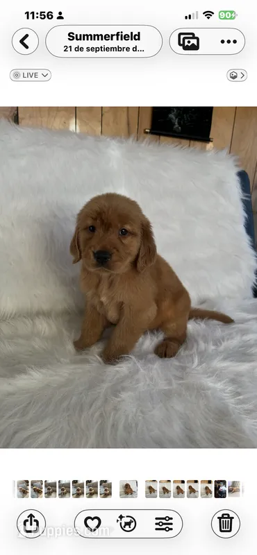 Luca – Golden Retriever puppy for sale in Summerfield, FL