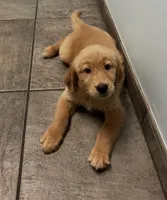 Sky, a male Golden Retriever for sale in Summerfield, FL – 2 of 2