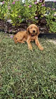 Cuma, a male Golden Retriever for sale in Summerfield, FL – 2 of 3