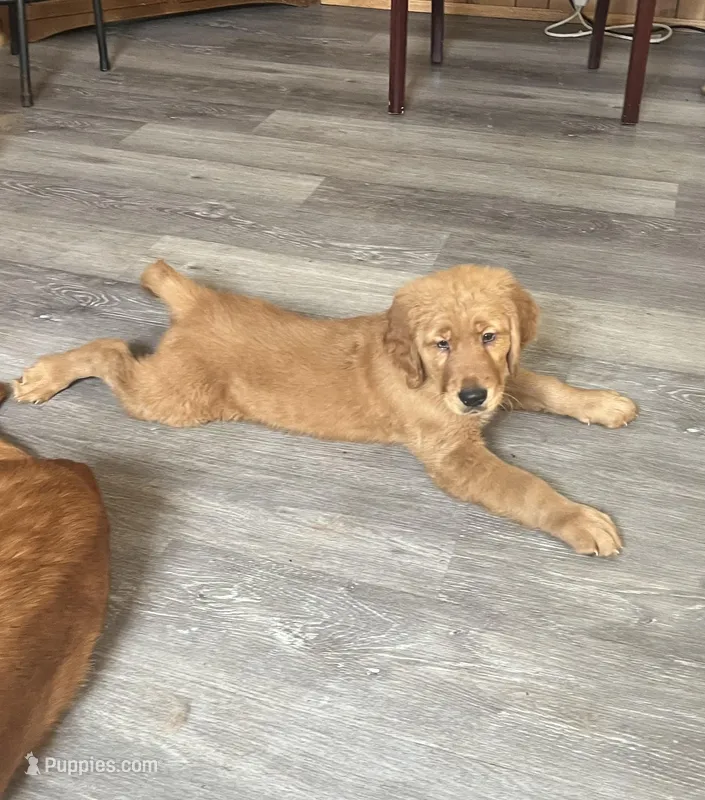 Zeus  – Golden Retriever puppy for sale in Summerfield, FL