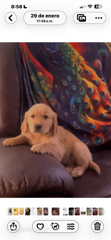 Isabela, a female Golden Retriever for sale in Summerfield, FL – Photo 1 of 1