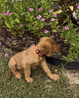 Cuma, a male Golden Retriever for sale in Summerfield, FL – 3 of 3