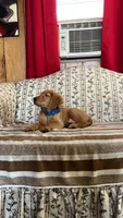 Luca, a male Golden Retriever for sale in Summerfield, FL – 2 of 3