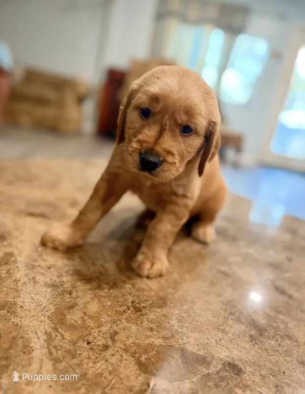 Sky – Golden Retriever puppy for sale in Summerfield, FL
