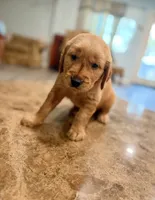 Sky, a male Golden Retriever for sale in Summerfield, FL – 1 of 2